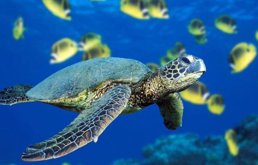 Marmaris Turtle Beach Tour With Mud Baths & River Cruise