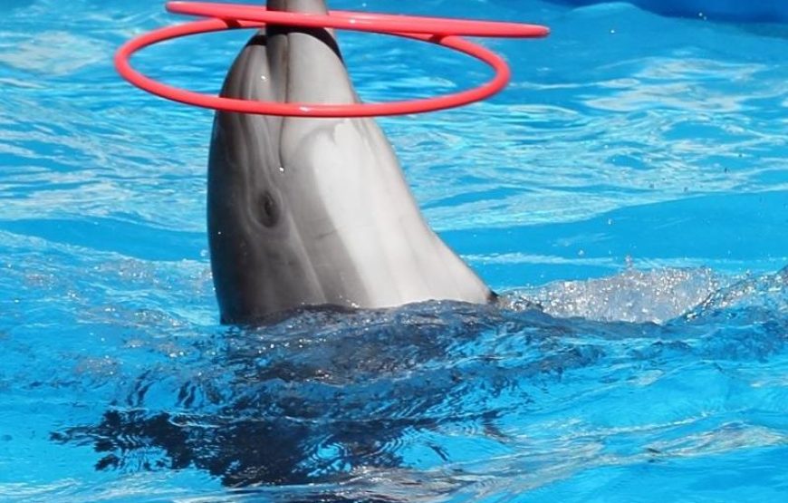 Antalya Dolphin Show