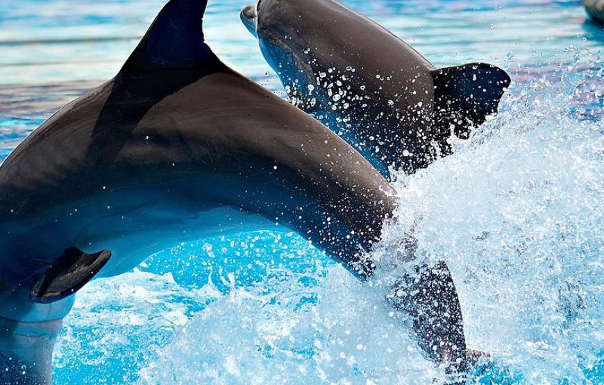 Antalya Dolphin Show
