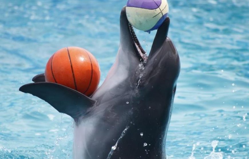 Antalya Dolphin Show