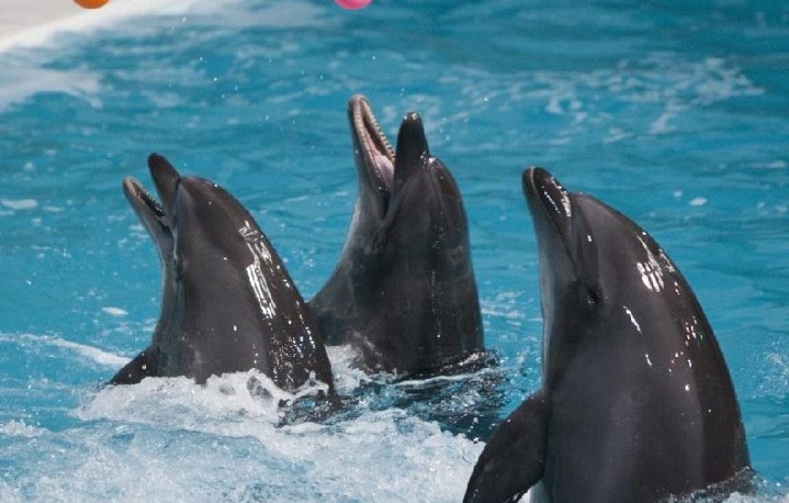 Antalya Dolphin Show