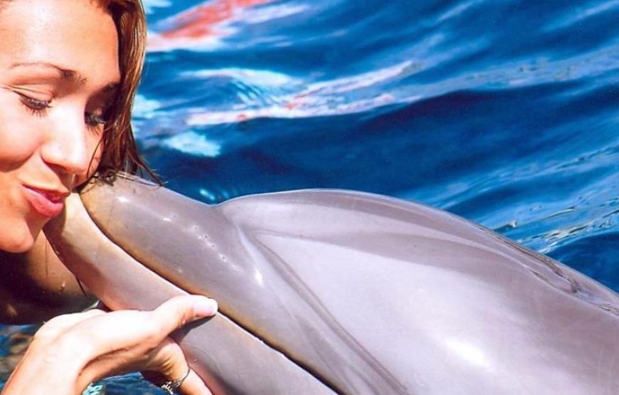 Antalya Swim With Dolphins