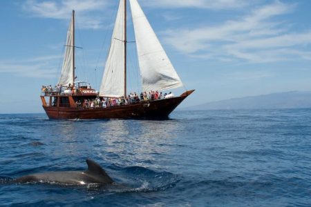 Aliway-Tour-Side-Dolphin-Island-Boat-Trip-With-Lunch-And-Hotel-Transfer-01