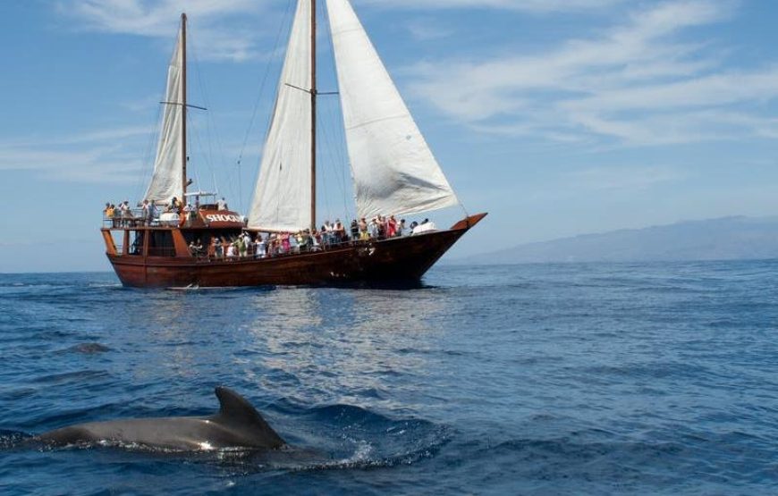 Side Dolphin Island Boat Trip With Lunch And Hotel Transfer