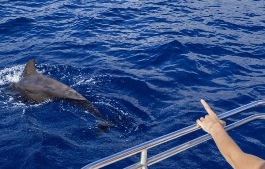 Side Dolphin Island Boat Trip With Lunch And Hotel Transfer