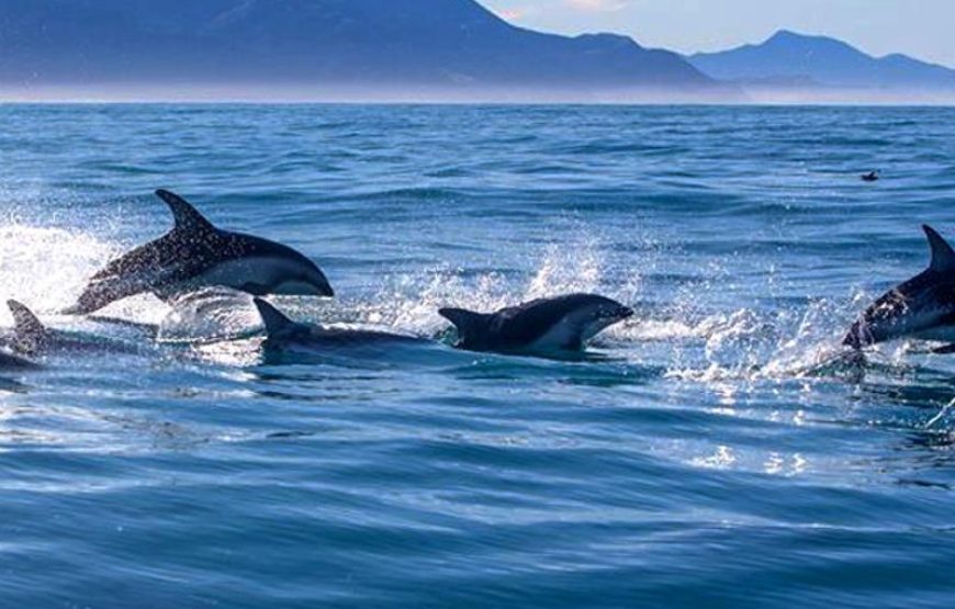 Side Dolphin Island Boat Trip With Lunch And Hotel Transfer