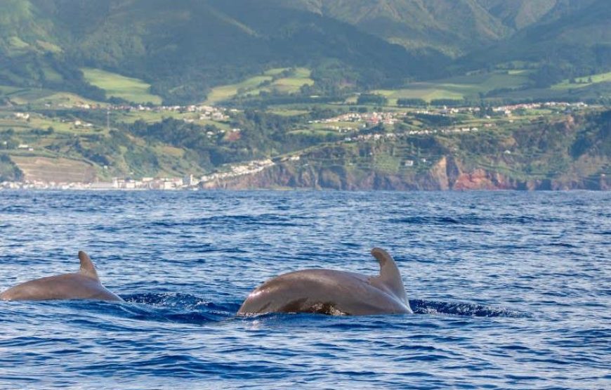 Side Dolphin Island Boat Trip With Lunch And Hotel Transfer