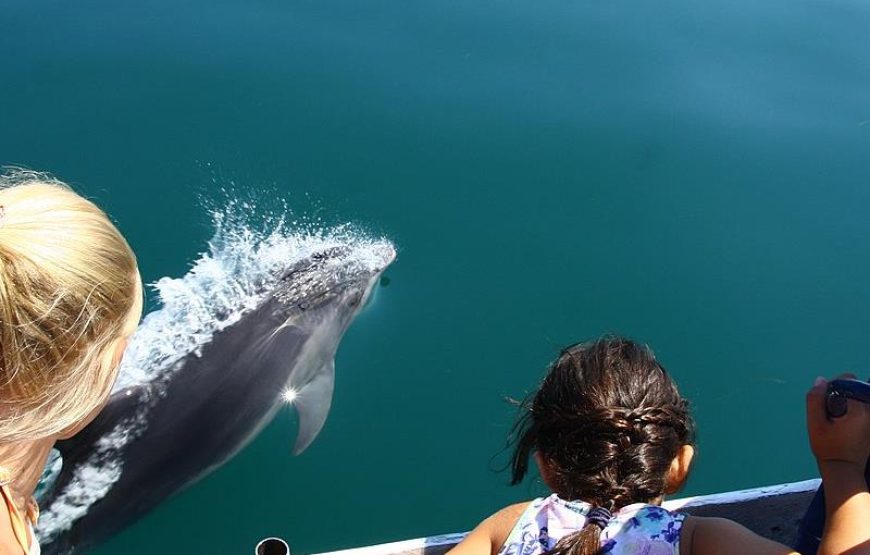 Side Dolphin Island Boat Trip With Lunch And Hotel Transfer