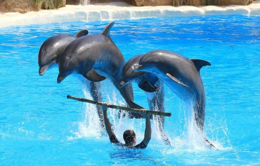 Side Dolphin Show