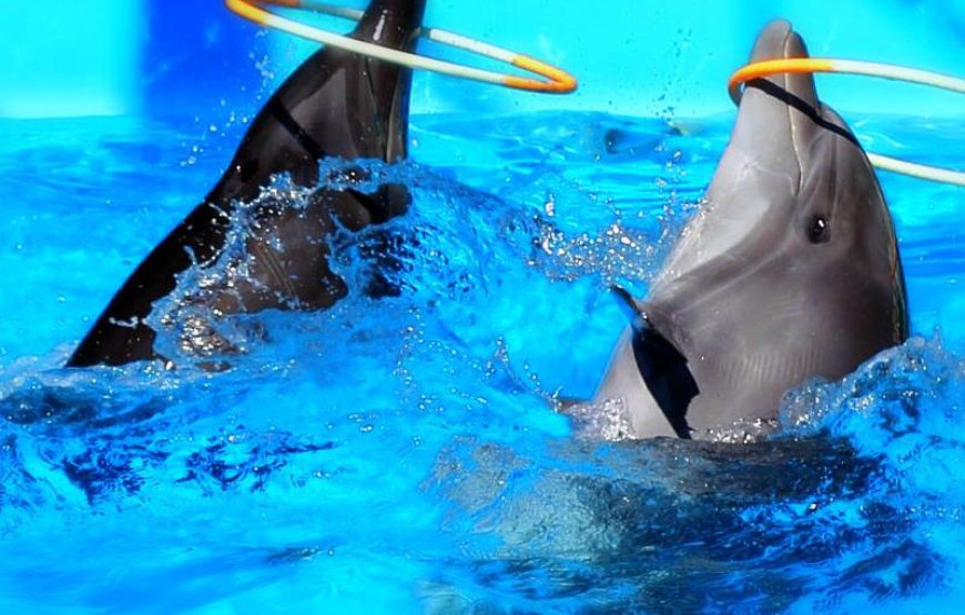 Side Dolphin Show