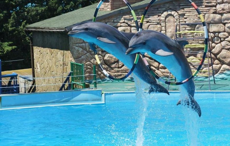 Side Dolphin Show