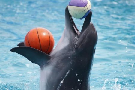 Side Dolphin Show