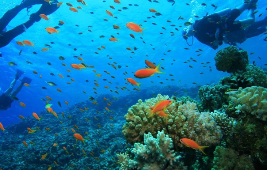 Side Scuba Diving & Under Water Museum