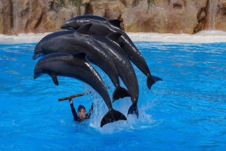 Aliway-Tour-Alanya-Dolphin-Show-03