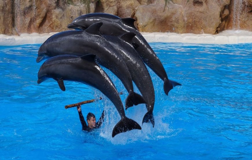 Alanya Dolphin Show