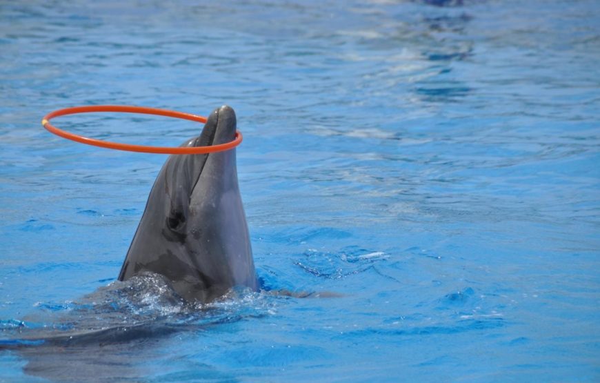 Alanya Dolphin Show