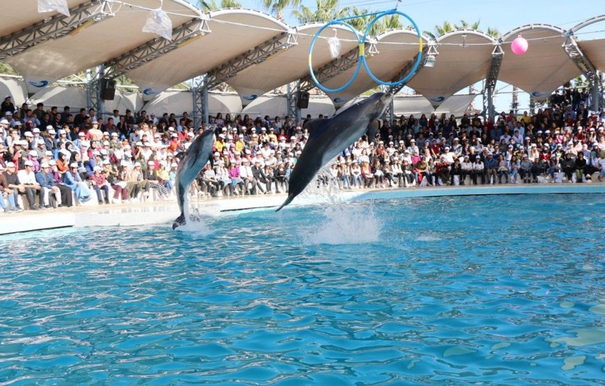 Alanya Dolphin Show