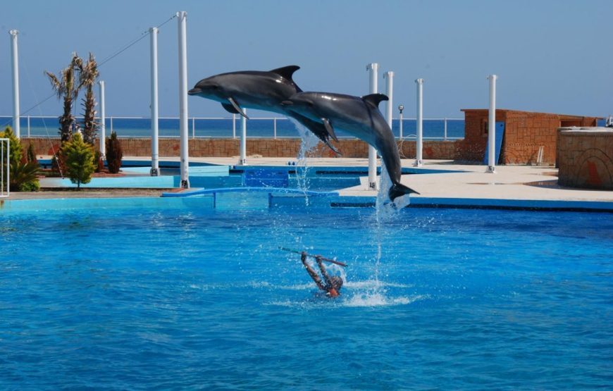 Alanya Dolphin Show