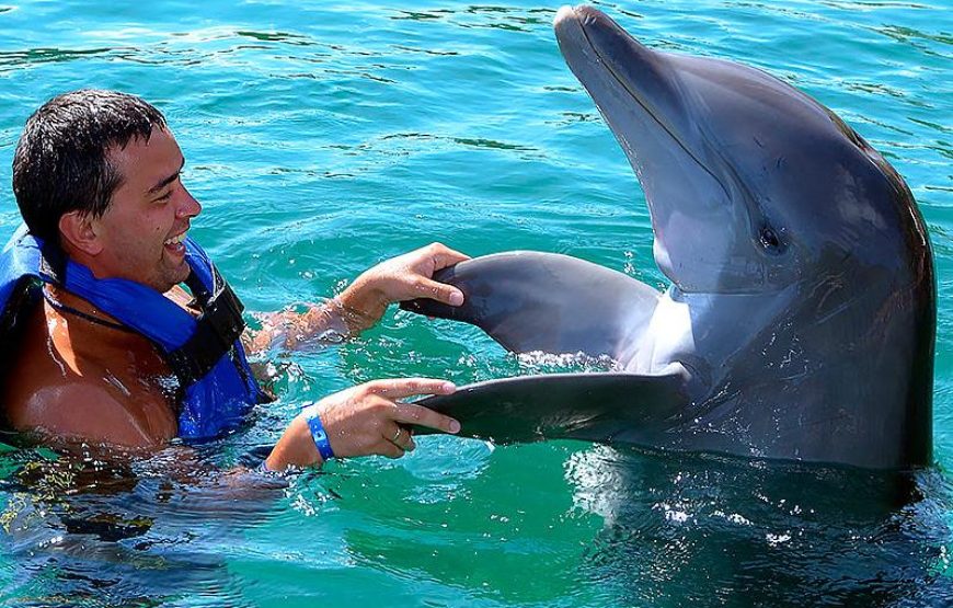 Alanya Dolphin Swim