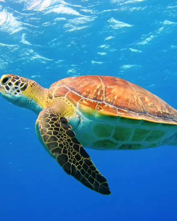 Turtle Beach İztuzu near Dalyan
