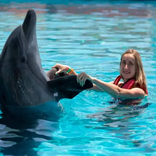 aliway-tour-side-swim-with-dolphin-and-show-with-hotel-transfer