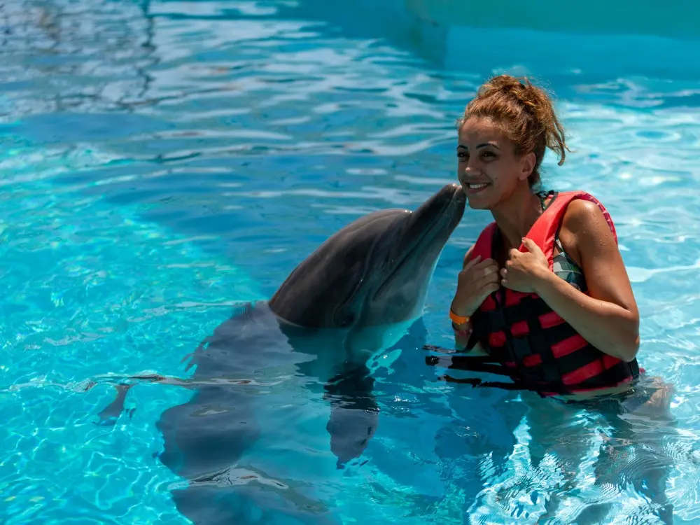aliway-tour-side-swim-with-dolphin-and-show-with-hotel-transfer