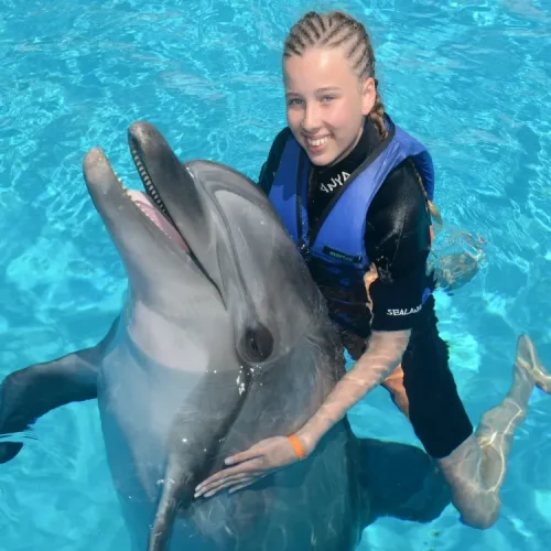 aliway-tour-side-swim-with-dolphin-and-show-with-hotel-transfer